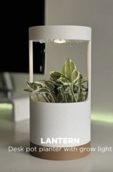 LANTERN – lillepott kasvulambiga