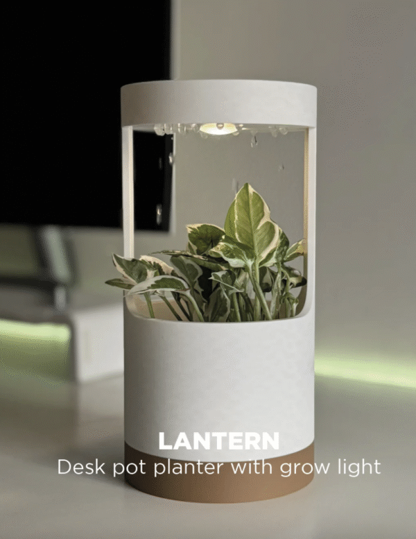 LANTERN – lillepott kasvulambiga